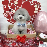 【池下店】2018年2月15日のワンちゃん達♪