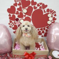 【池下店】2018年2月16日のワンちゃん達♪