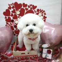 【池下店】2018年2月17日のワンちゃん達♪