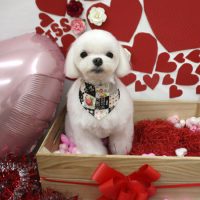 【池下店】2018年2月18日のワンちゃん達♪