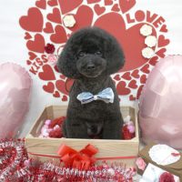 【池下店】2018年2月19日のワンちゃん達♪