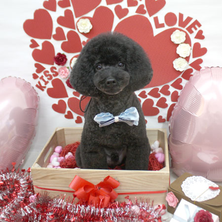 【池下店】2018年2月19日のワンちゃん達♪