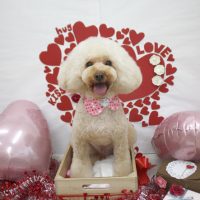 【池下店】2018年2月22日のワンちゃん達♪