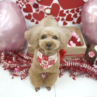 【池下店】2018年2月23日のワンちゃん達♪