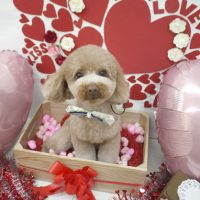 【池下店】2018年2月24日のワンちゃん達♪