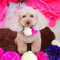 【山手店】2018年2月1日のワンちゃん達♪