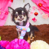 【山手店】2018年2月2日のワンちゃん達♪