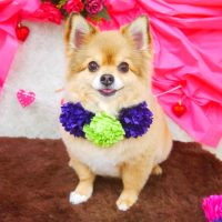 【山手店】2018年2月3日のワンちゃん達♪