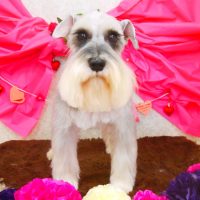 【山手店】2018年2月4日のワンちゃん達♪