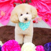 【山手店】2018年2月5日のワンちゃん達♪