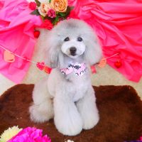 【山手店】2018年2月9日のワンちゃん達♪