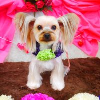 【山手店】2018年2月10日のワンちゃん達♪