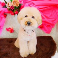 【山手店】2018年2月11日のワンちゃん達♪