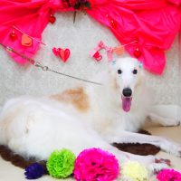 【山手店】2018年2月12日のワンちゃん達♪