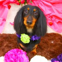 【山手店】2018年2月16日のワンちゃん達♪