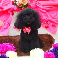 【山手店】2018年2月17日のワンちゃん達♪