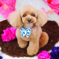 【山手店】2018年2月19日のワンちゃん達♪