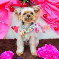 【山手店】2018年2月24日のワンちゃん達♪