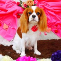 【山手店】2018年2月25日のワンちゃん達♪