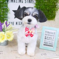 【山手店】2018年2月28日のワンちゃん達♪