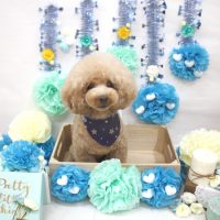 【池下店】2018年3月1日のワンちゃん達♪