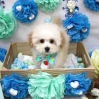 【池下店】2018年3月16日のワンちゃん達♪