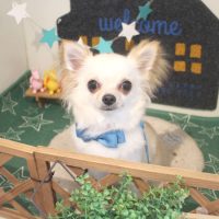 【本店】2018年3月28日のワンちゃん達♪