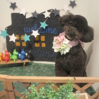 【本店】2018年3月29日のワンちゃん達♪