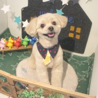 【本店】2018年3月30日のワンちゃん達♪　