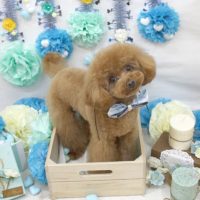 【池下店】2018年3月17日のワンちゃん達♪