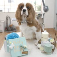 【池下店】2018年3月18日のワンちゃん達♪