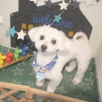 【本店】2018年3月31日のワンちゃん達♪