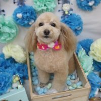 【池下店】2018年3月19日のワンちゃん達♪