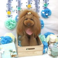 【池下店】2018年3月22日のワンちゃん達♪