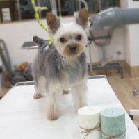 【池下店】2018年3月23日のワンちゃん達♪