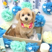 【池下店】2018年3月24日のワンちゃん達♪