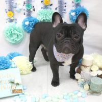 【池下店】2018年3月25日のワンちゃん達♪