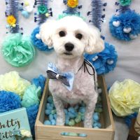 【池下店】2018年3月26日のワンちゃん達♪