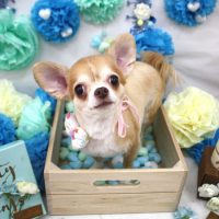 【池下店】2018年3月28日のワンちゃん達♪