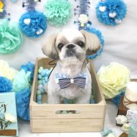 【池下店】2018年3月29日のワンちゃん達♪