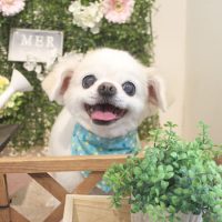 【本店】2018年3月1日のワンちゃん達♪