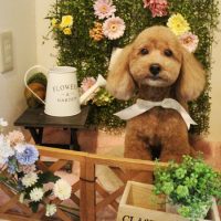 【本店】2018年3月2日のワンちゃん達♪