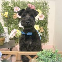 【本店】2018年3月3日のワンちゃん達♪