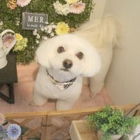 【本店】2018年3月4日のワンちゃん達♪