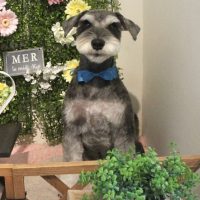 【本店】2018年3月5日のワンちゃん達♪