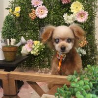 【本店】2018年3月7日のワンちゃん達♪