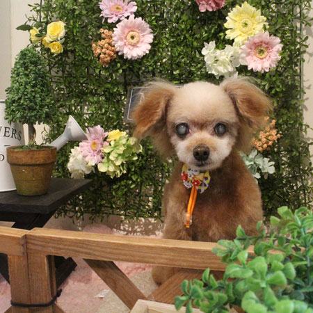 【本店】2018年3月7日のワンちゃん達♪