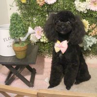 【本店】2018年3月8日のワンちゃん達♪