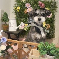 【本店】2018年3月9日のワンちゃん達♪