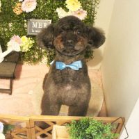 【本店】2018年3月10日のワンちゃん達♪